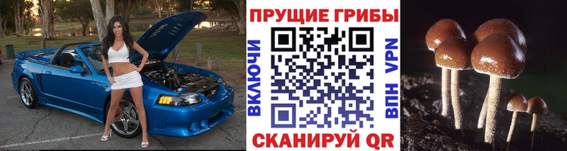 blacksprut ONION  Задонск  Псилоцибиновые грибы Psilocybine cubensis 